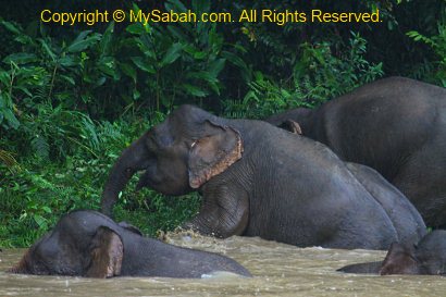 pygmy elephants taking bath in river