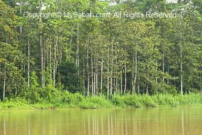 Kinabatangan River