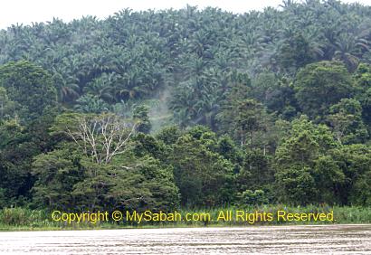 Oil Palm at Kinabatangan