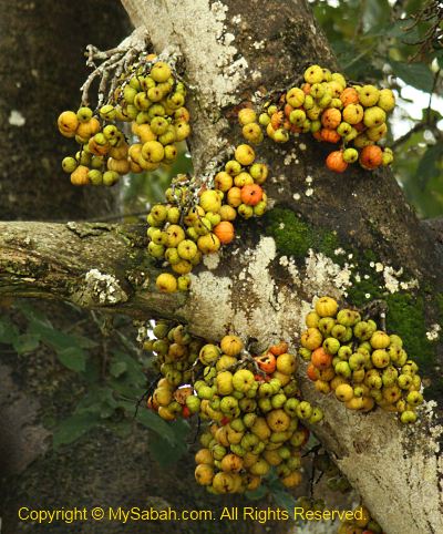 Fig tree