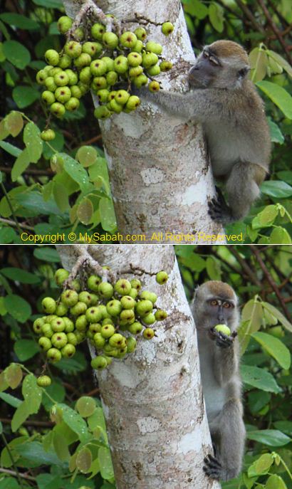 Monkey eating fig fruit