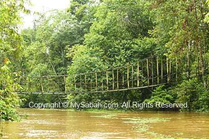 Bridge for orangutan crossing