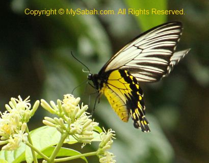 Bird wing butterfly