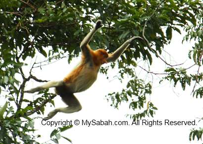 Hopping long-nosed monkey