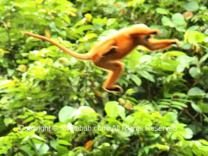 Jumping red-leaf monkey