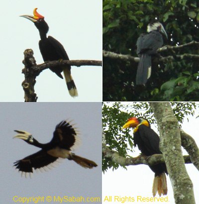 Hornbills in Kinabatangan