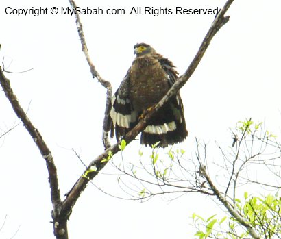 Crested serpent eagle