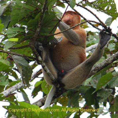 Male proboscis monkey