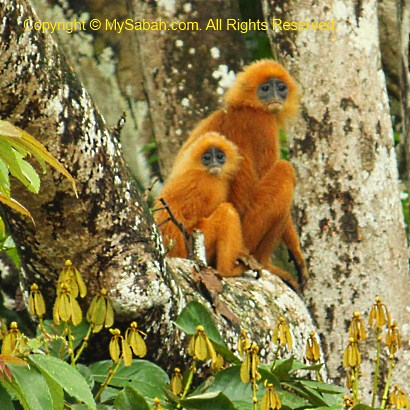 red-leaf monkey