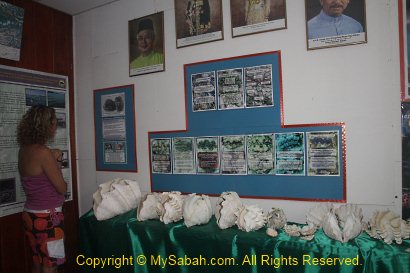 Giant clam shell exhibition