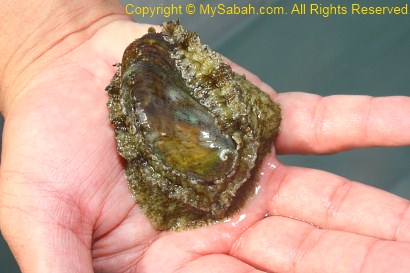 Abalone