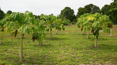 Fruit trees