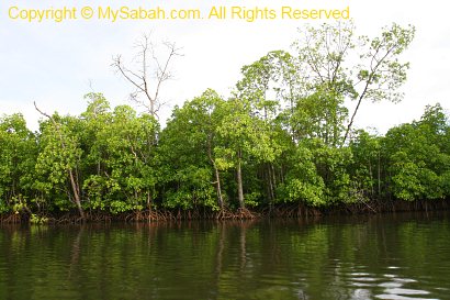 mangrove forest