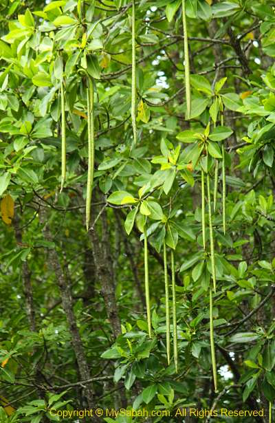mangrove seeds