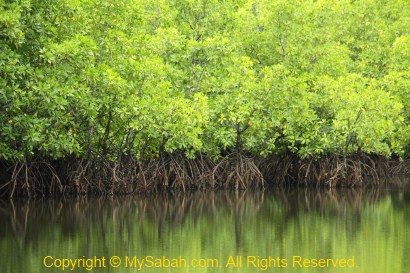 reflection of mangrove tree