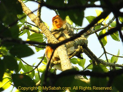 Female Proboscis Monkey