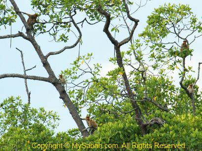 Proboscis Monkey on the tree