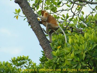 Proboscis Monkey with baby