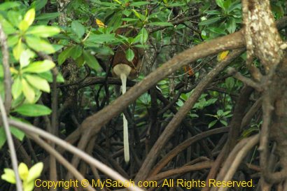 Male Proboscis Monkey