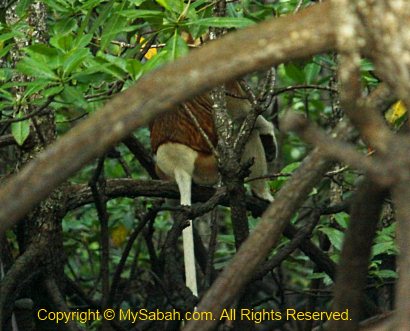 Male Proboscis Monkey