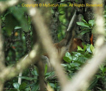 Male Proboscis Monkey