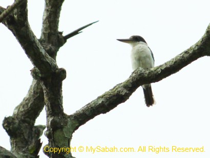 white-collared kingfisher