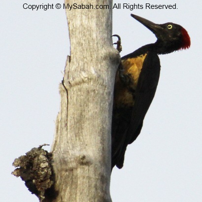 white-bellied woodpecker