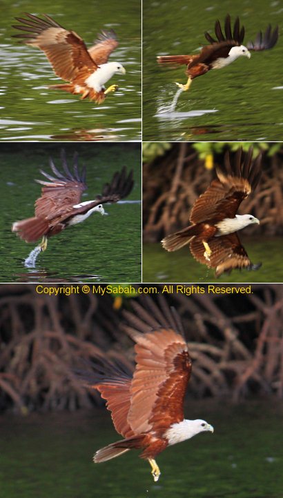 Brahminy kite in action