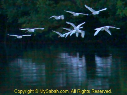 egrets