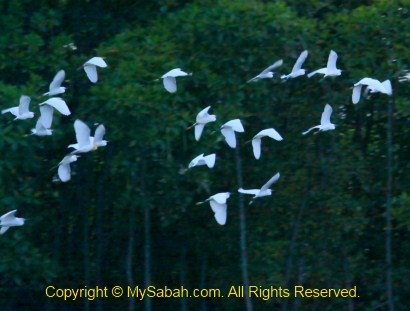 egrets