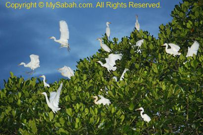 egrets on mangrove tree