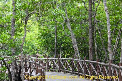 Boardwalk in mangrove