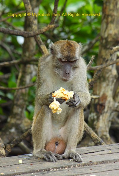 Food for Monkey