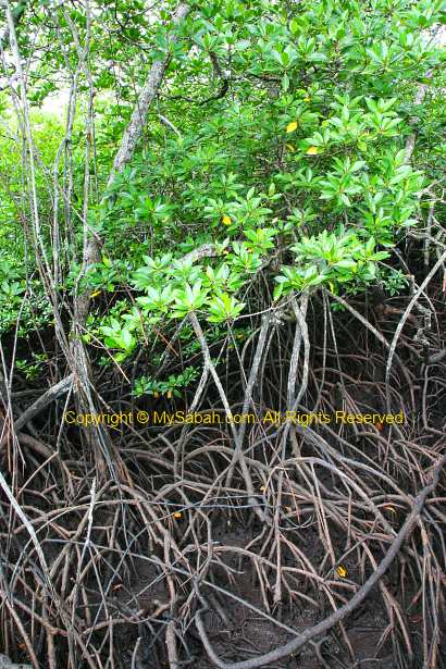 mangrove trees