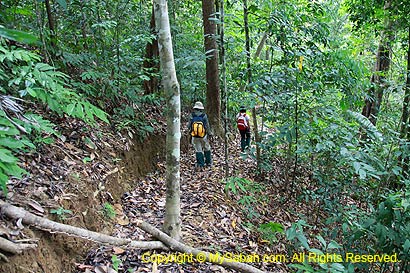 Jungle trekking