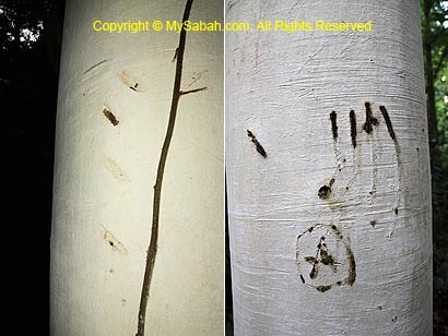 Animal claw marks on tree