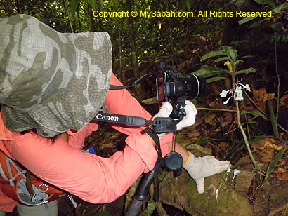 Photograph white rhododendron