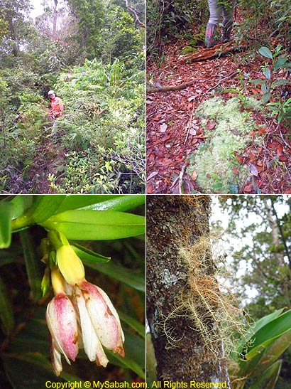 Lower montane forest