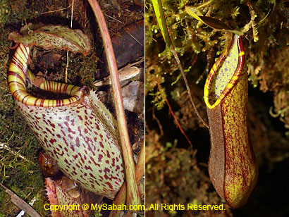 Nepenthes burbidgeae and tentaculata