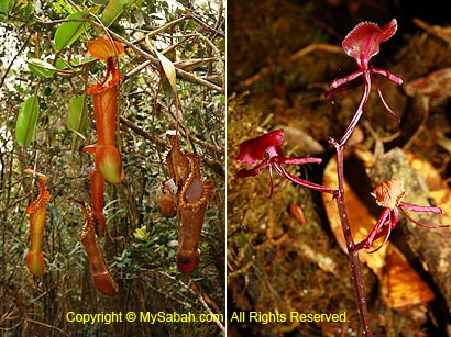 Pitcher plant and orchid
