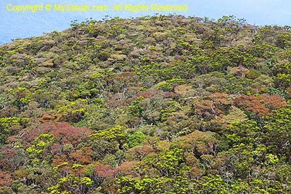 Sub-alpine forest