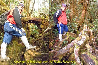 Entangled roots on trail