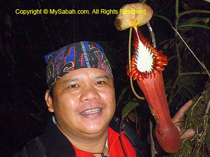 Huge pitcher plant, Nepenthes edwardsiana