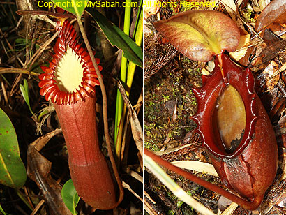 Nepenthes edwardsiana and rajah