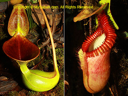 Nepenthes lowii and villosa