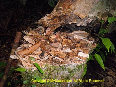 agarwood (gaharu) cut by thief