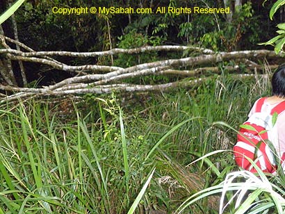 fallen tree blocking the trail