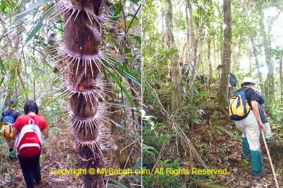 Jungle trekking