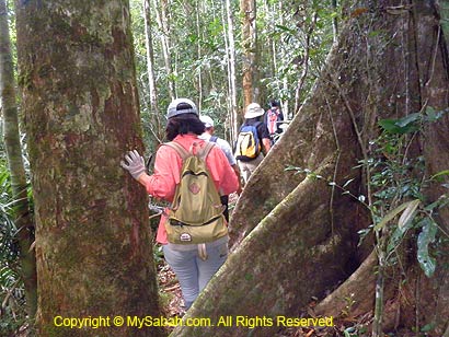 Jungle trekking