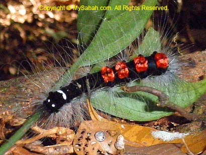 caterpillar